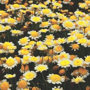 Meet your Posher, Martha